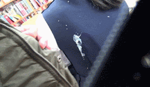 本屋でJSやJCに背後から精子をぶっかけるエロGIF画像