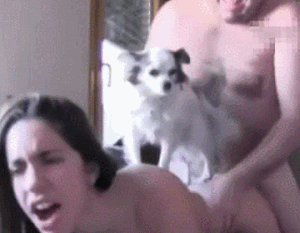 オナニーやセックスの最中に犬や猫が乱入するエロGIF画像